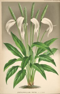 Spathiphyllum patinii door Unknown